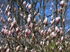 magnolia1.jpg
