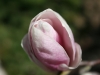 magnolia3.jpg